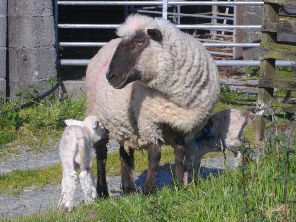 Irene with her lambs outside the lambing shed.