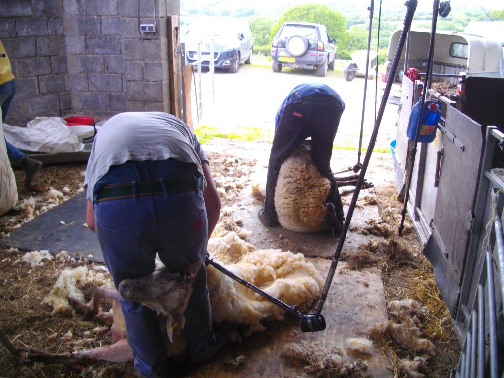 Contractors shearing our sheep.