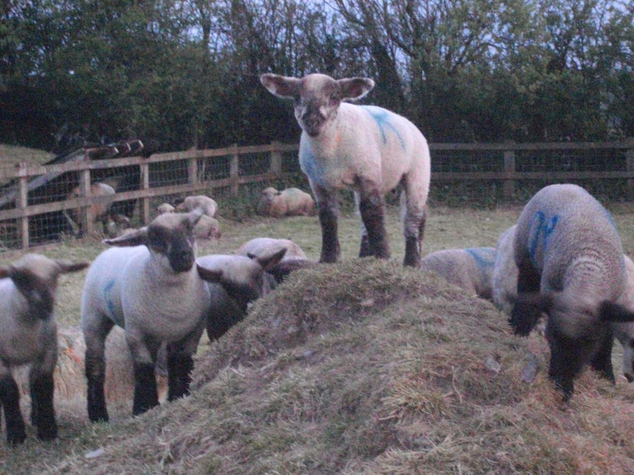 Real lambs at Grey Alders!