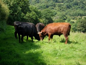 Cattle grazing on Parc Gwair, one of our fields.