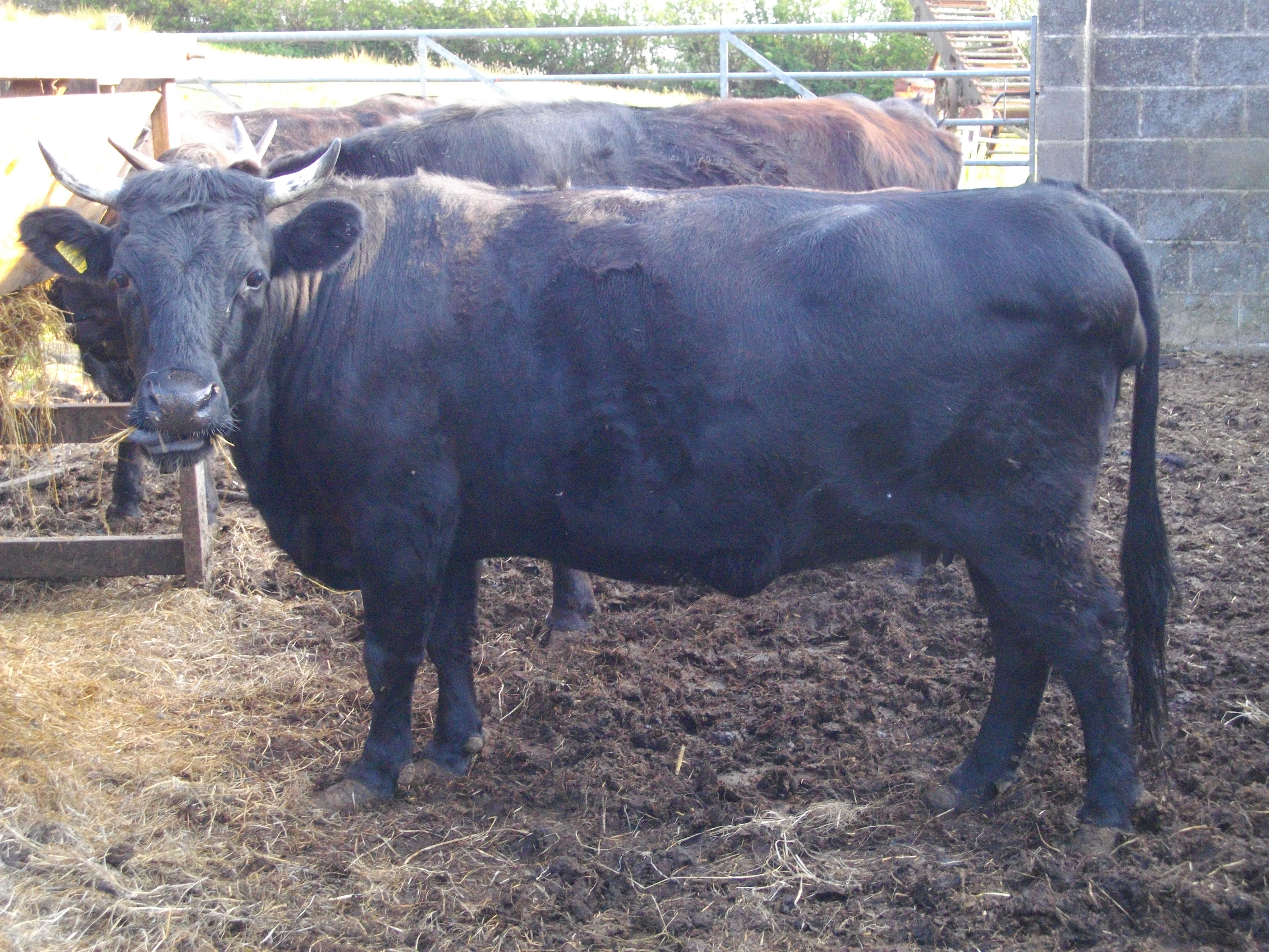 A view of the cattle yard.