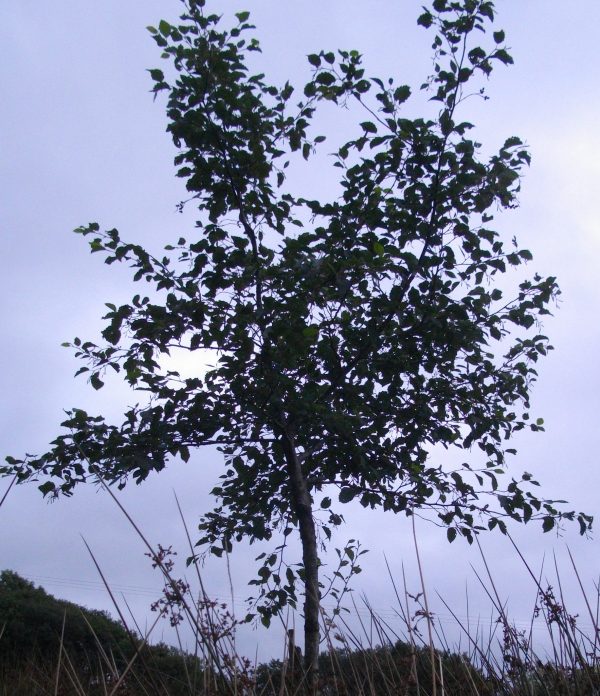 Grey Alder Tree