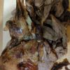Mutton Shoulder