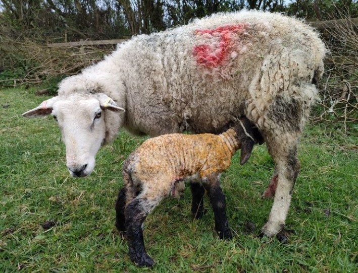 Josie with her ewe lamb