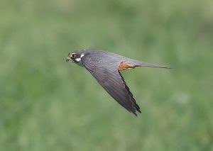 If you see a hobby as it scoots through the hedgerows you will be doing really well!